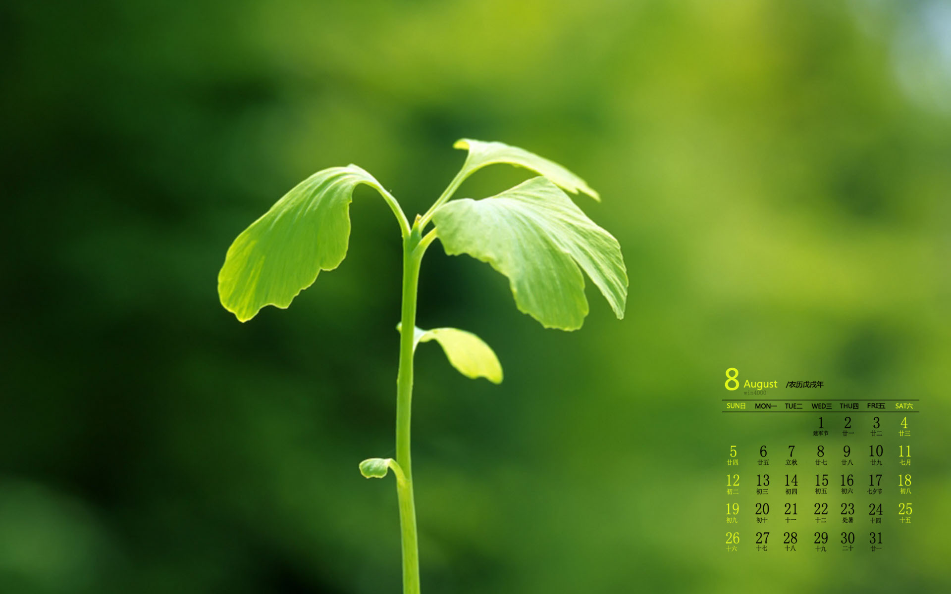 8月6日好莱坞会员分享